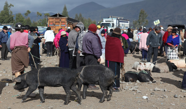 Veemarkt in Riobamba